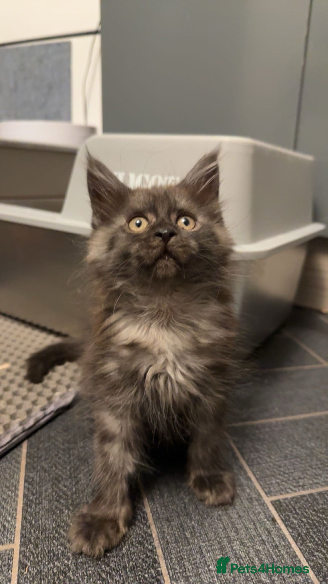 Maine Coon cats REDUCED XL TICA Mainecoon kittens  - Advert 15