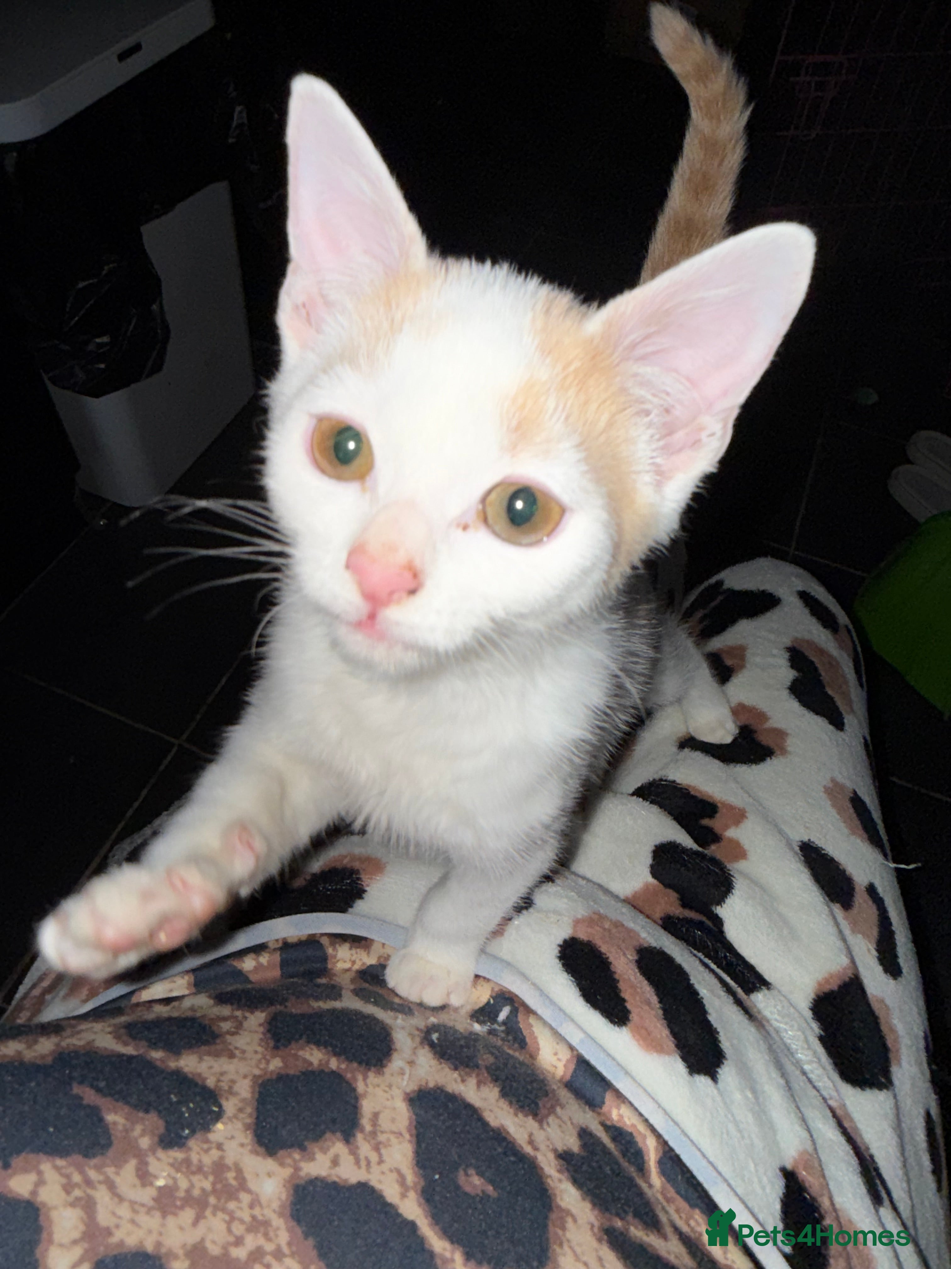 Mixed Breed cats STUNNNIING RED AND WHITE KITTEN X BSH  - Advert 8