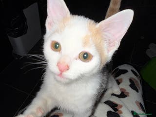 Mixed Breed cats STUNNNIING RED AND WHITE KITTEN X BSH - Advert 17