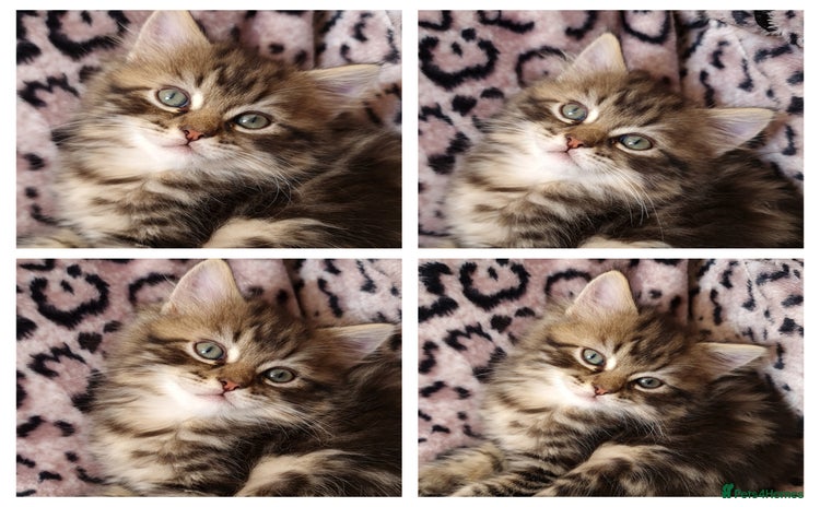 Perdoll cats - Advert 1