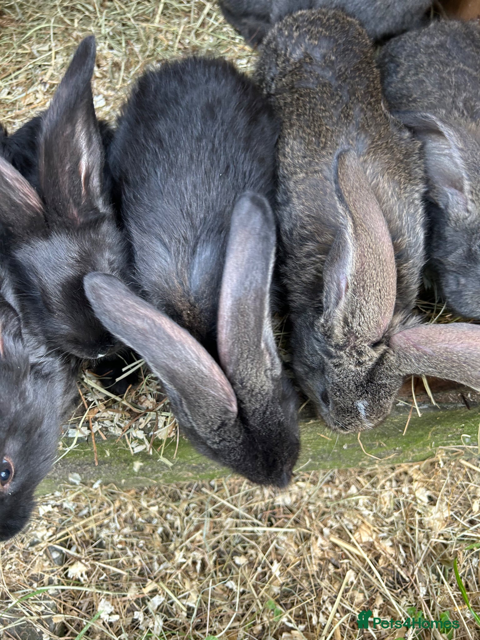 Continental Giant rabbits for sale: WE HAVE THE WORLDS BIGGEST BUNNIES  - Advert 4