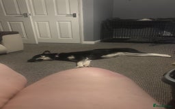 Siberian Husky dogs for sale: Husky - Image 3