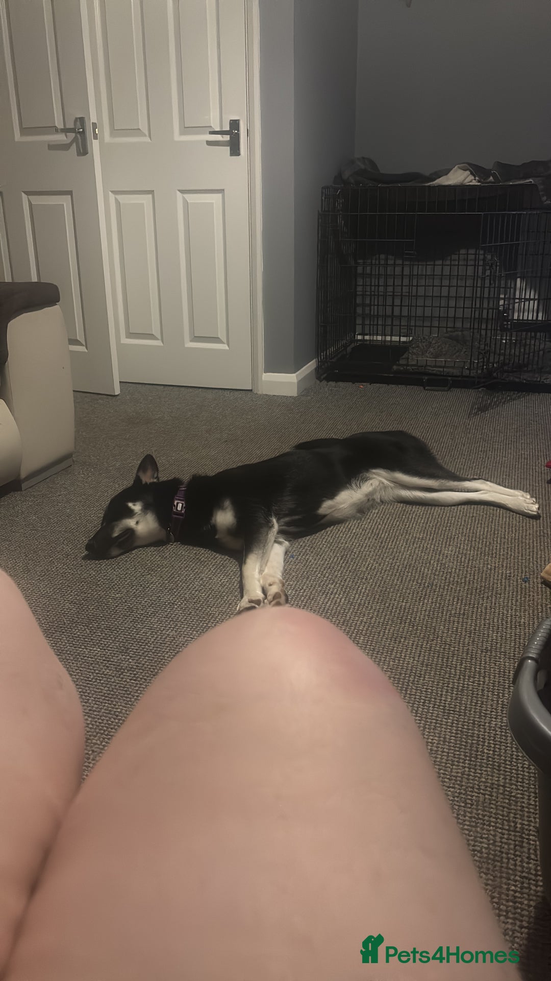 Siberian Husky dogs for sale: Husky - Image 3