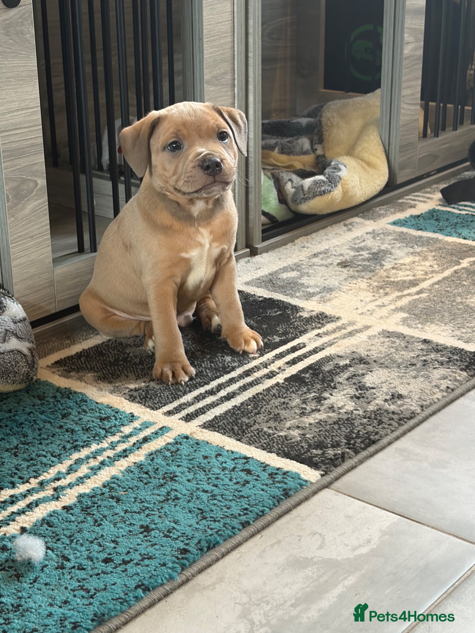 Staffordshire Bull Terrier dogs Last boy ready to go open to sensible offers - Advert 4