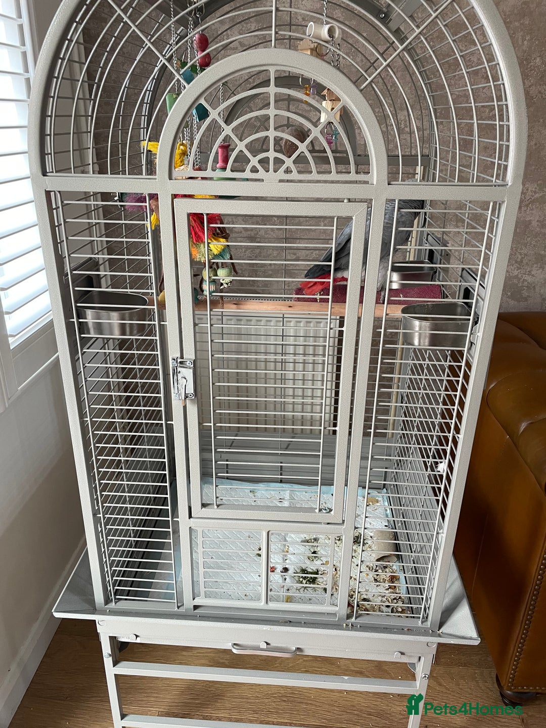 Parrots birds for sale: African Grey Parrot - Image 3