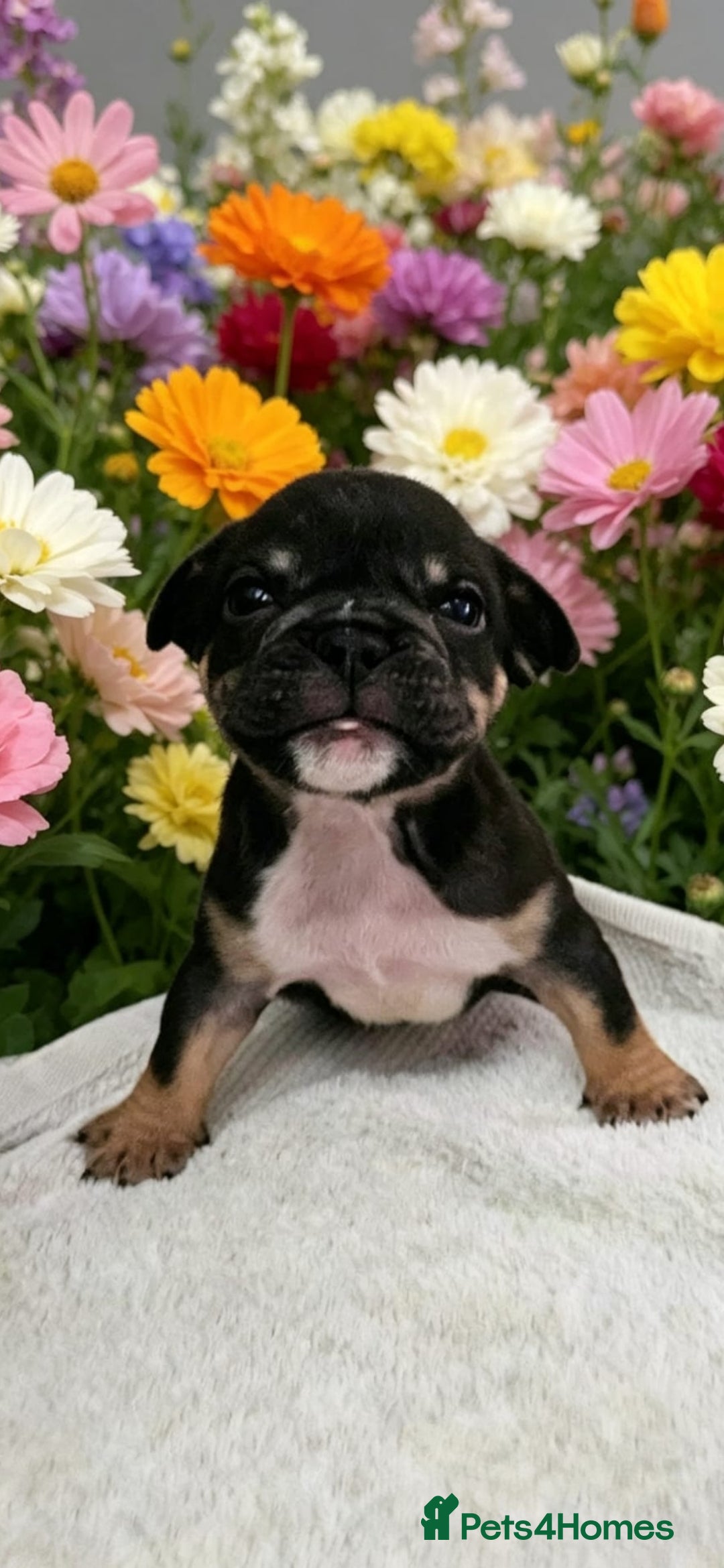 English Bulldog dogs English bulldog puppies  - Advert 2