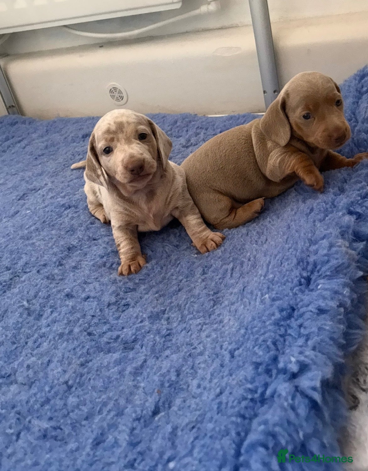 Miniature Dachshund dogs KC REGISTERED CHAMPION MINATURE DACHSHUND PUPPIES  - Advert 15