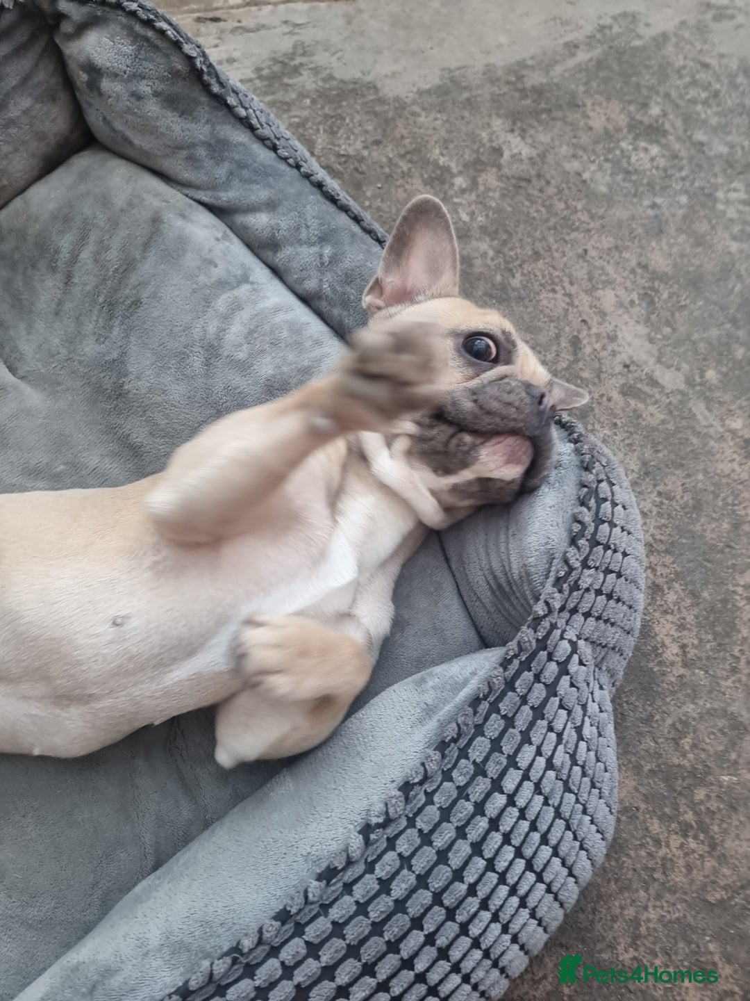 French Bulldog dogs for sale: Female French Bulldog - Image 2