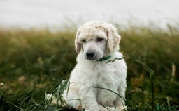 Standard Poodle dogs for sale: It has to be ALL WHITE Standard Poodle Puppies - Image 27