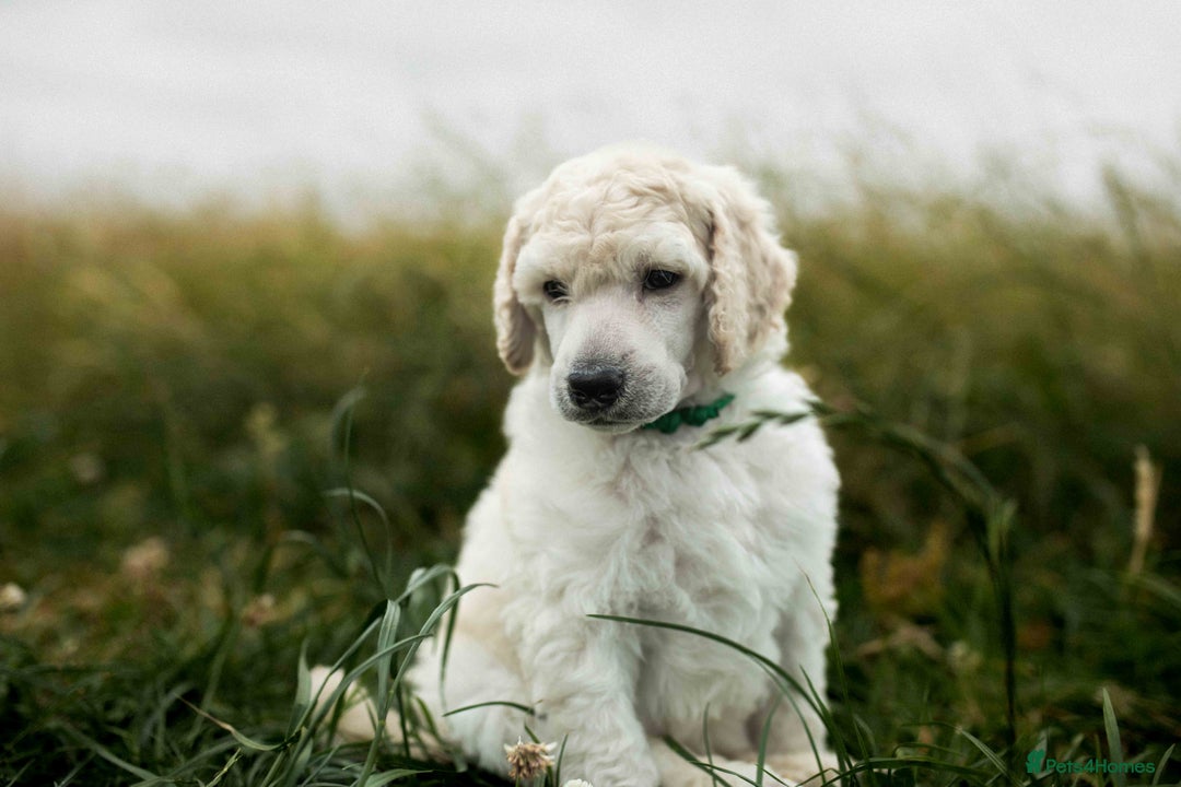 Standard Poodle dogs for sale: It has to be ALL WHITE Standard Poodle Puppies - Image 27