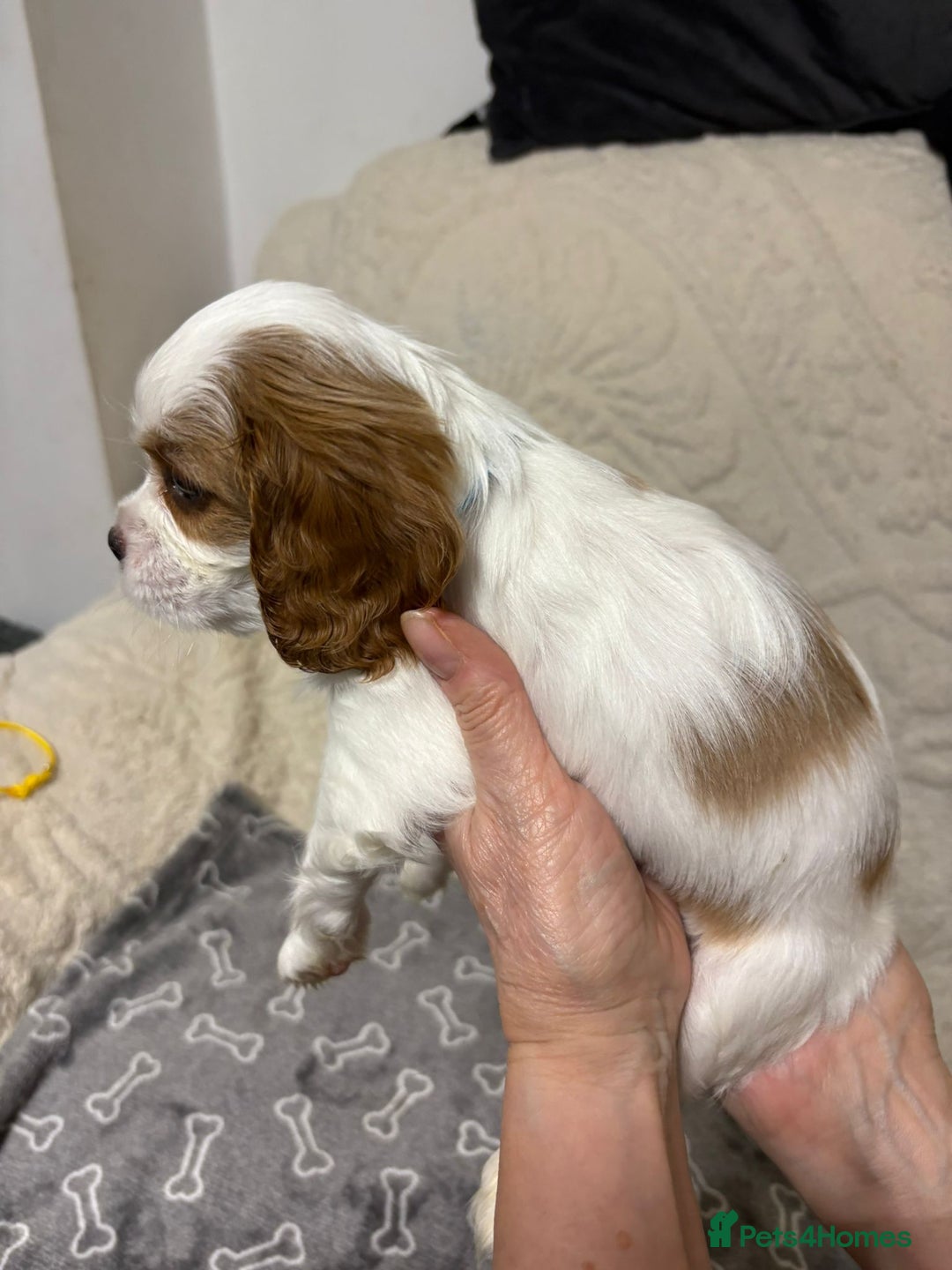 Cavalier King Charles Spaniel dogs for sale: Beautiful Blenheim King Charles spaniel pups    - Advert 30