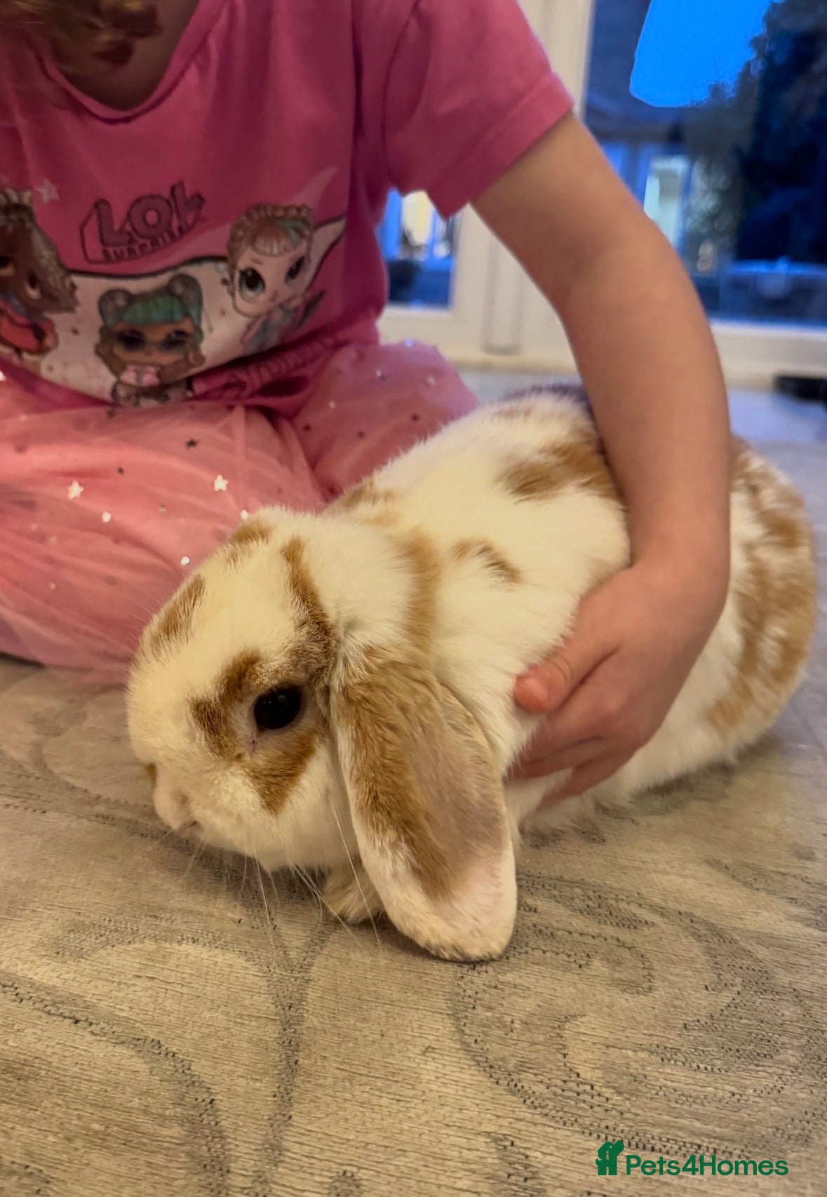 Mini Lop rabbits Calm Cuddly Male Mini Lop - Advert 10