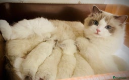 Ragdoll cats for sale: Beautiful Ragdoll girls - ready to reserve now! - Image 20