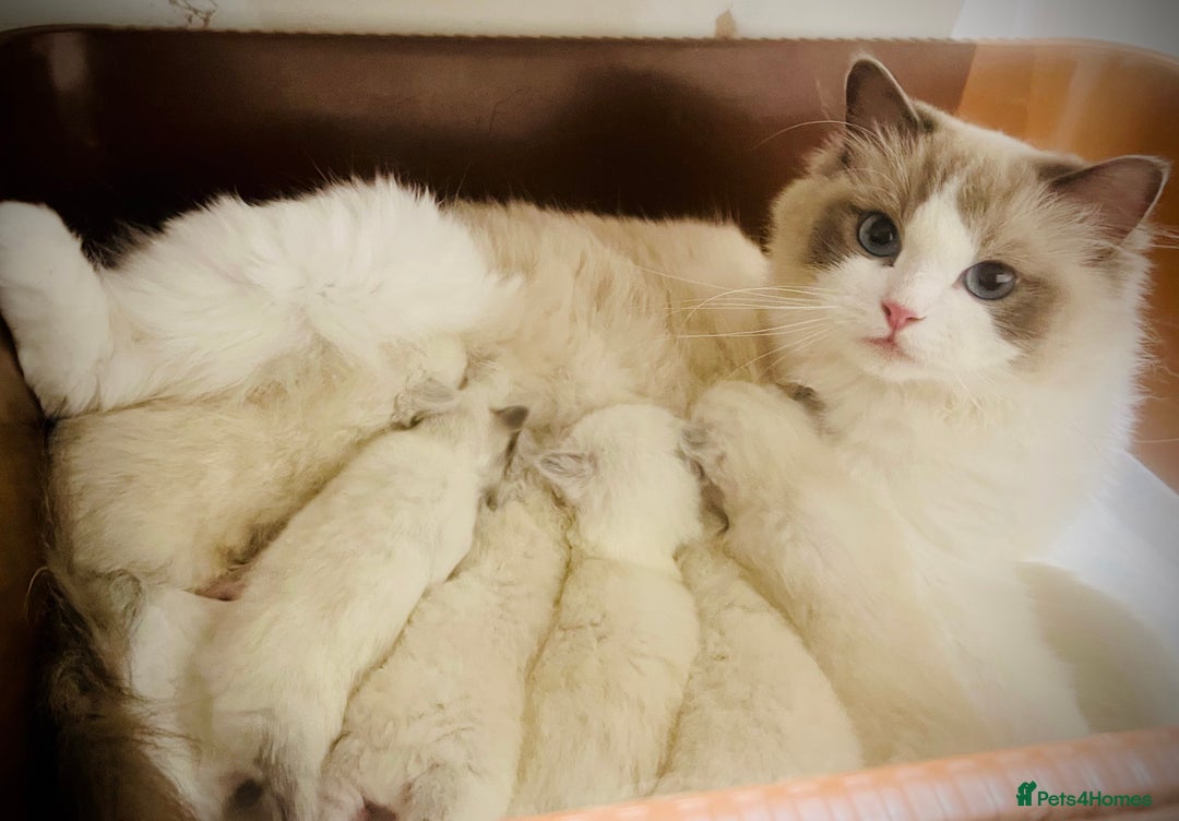 Ragdoll cats for sale: Beautiful Ragdoll girls - ready to reserve now! - Image 20