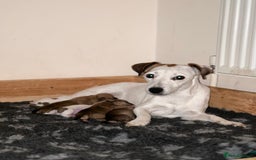 Jack Russell dogs for sale: Miniature Jack Russell’s (docked) - Image 2