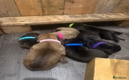 Mixed Breed dogs for sale: Came Corso X Puppies - Image 37