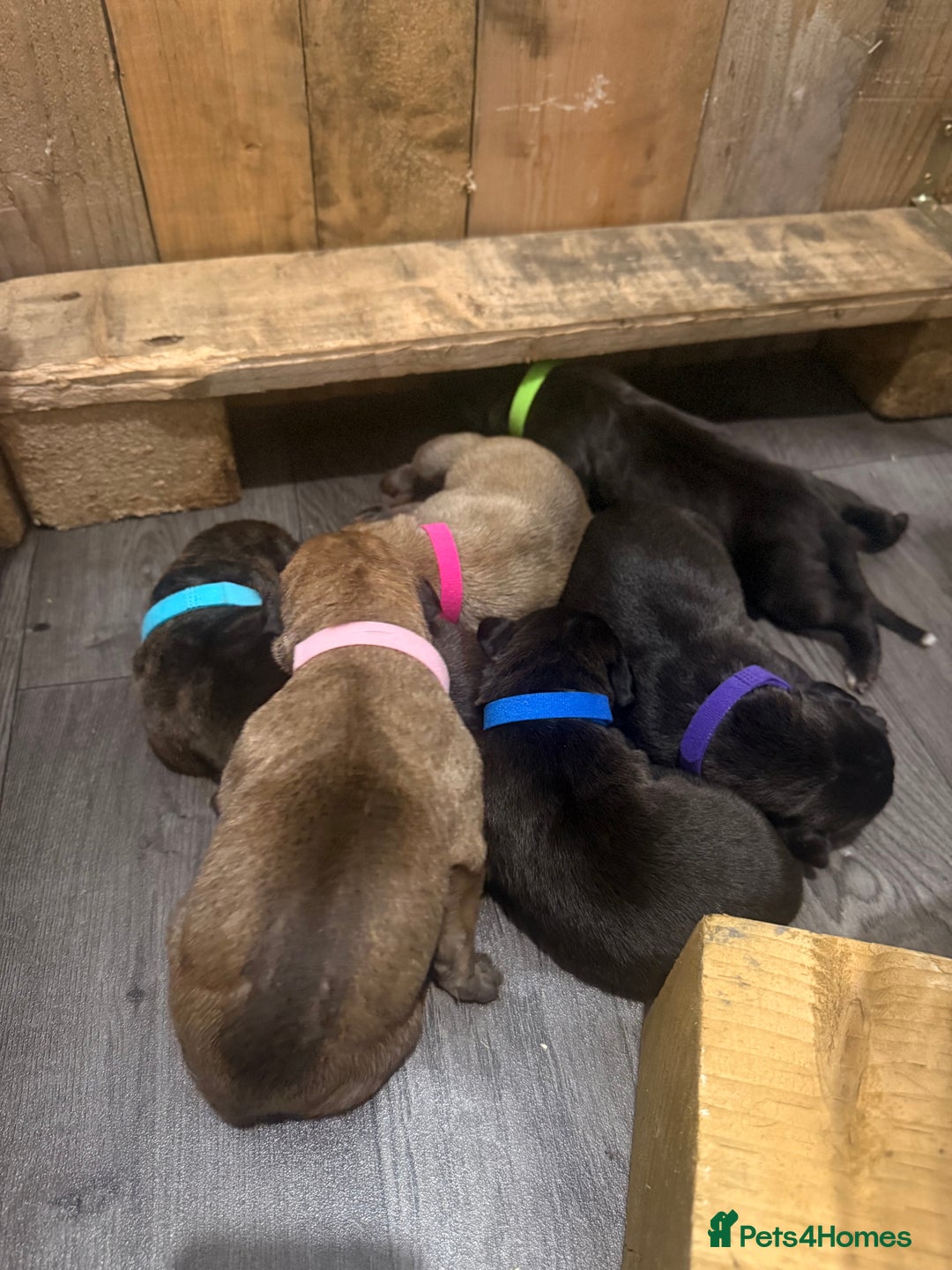 Mixed Breed dogs for sale: Came Corso X Puppies - Image 37