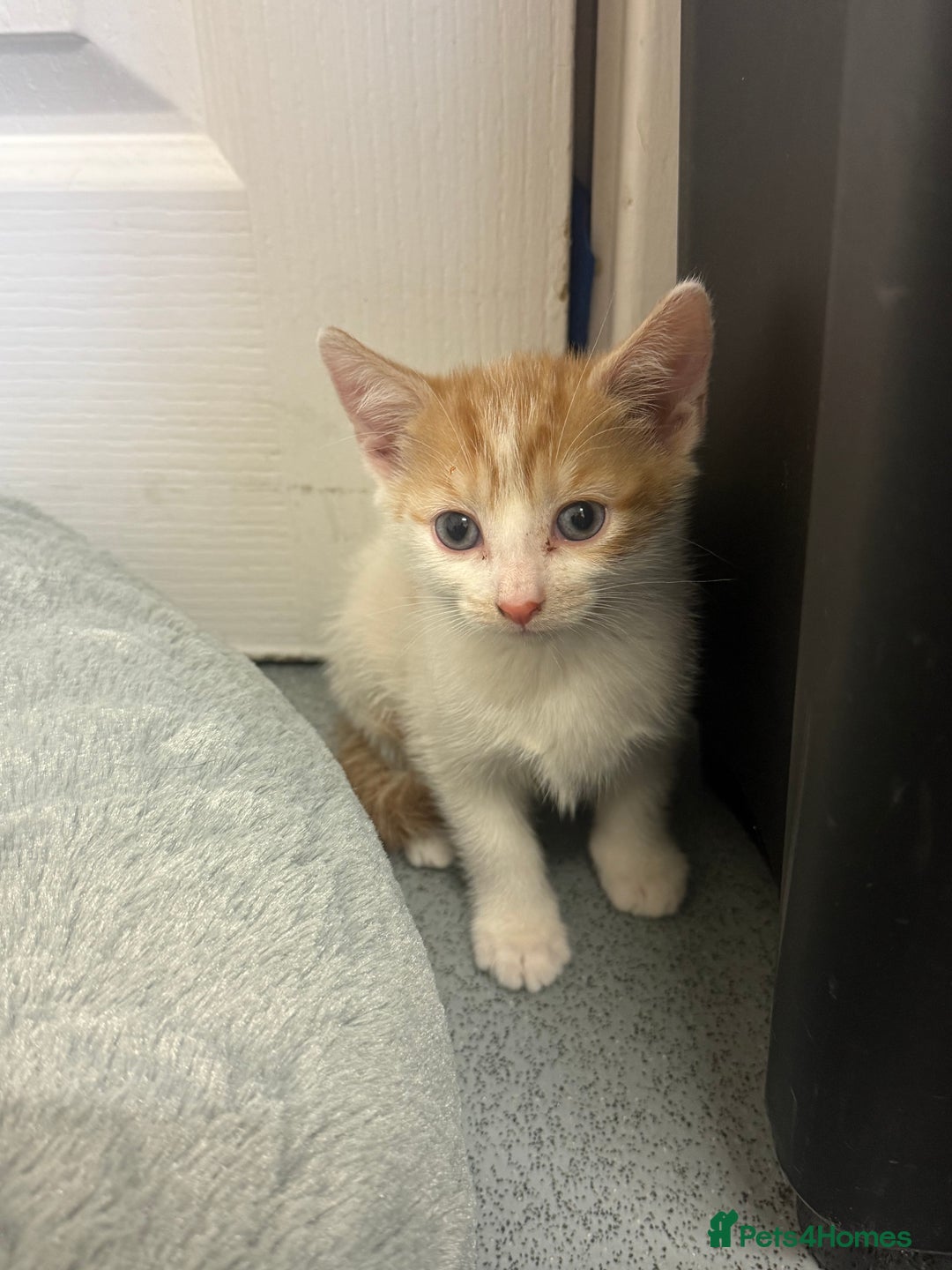 Mixed Breed cats for sale: Unfortunate Sale - Image 5