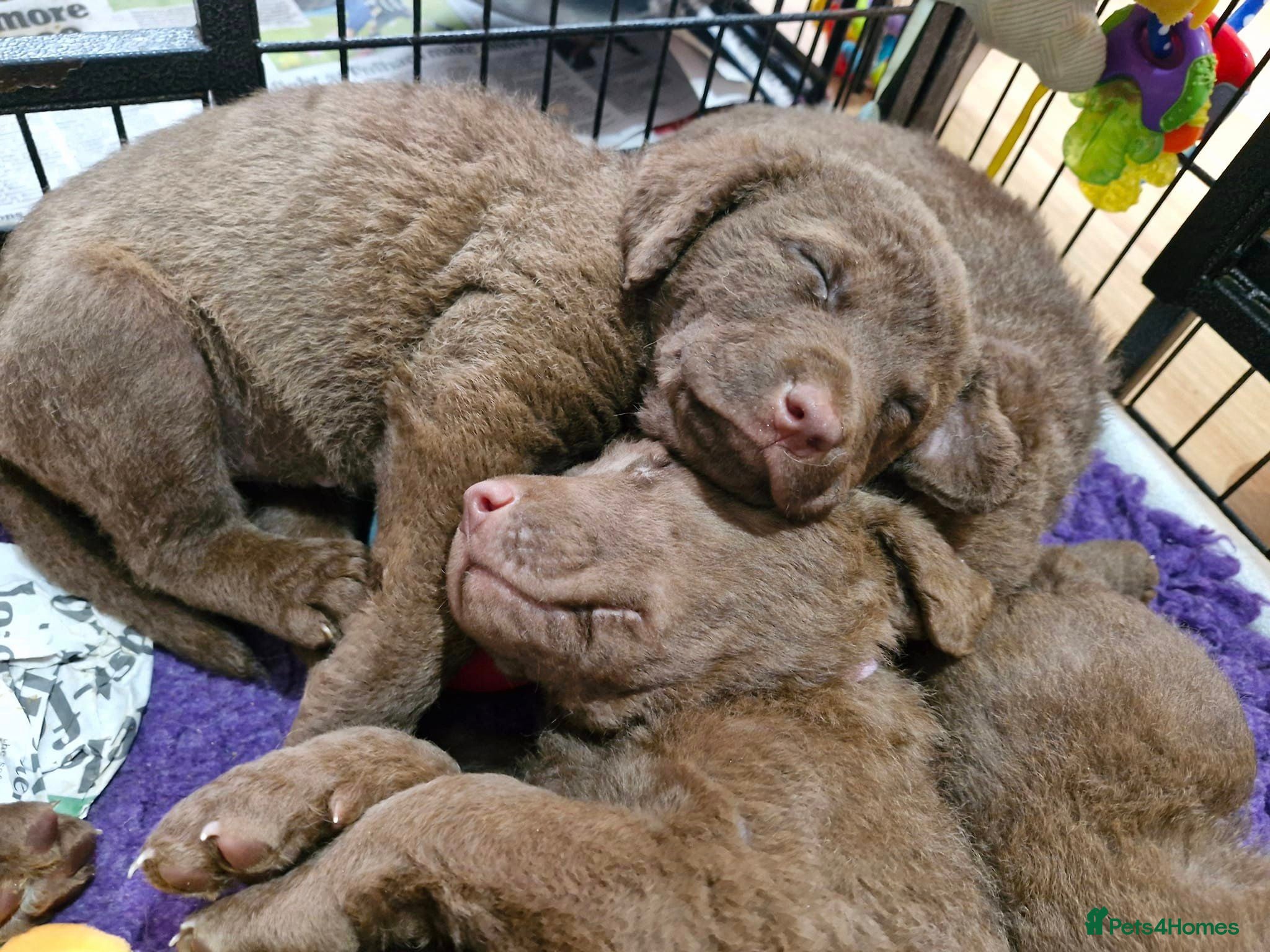 Chesapeake Bay Retriever dogs Chesapeake Bay Retriever (Chessie) pups - Advert 1