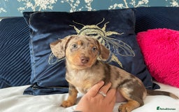 Miniature Dachshund dogs for sale: Beautiful Dachshund X - Image 7