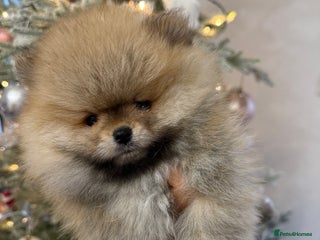Pomeranian dogs KC Registered Pomeranian Puppies - Advert 3