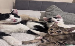 Domestic Shorthair cats for sale: 1 cat and 2 kittens  - Image 1