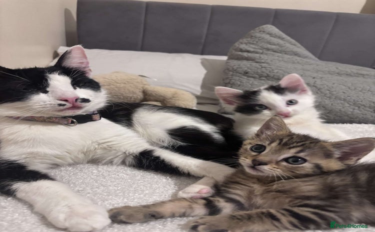 Domestic Shorthair cats - Advert 4