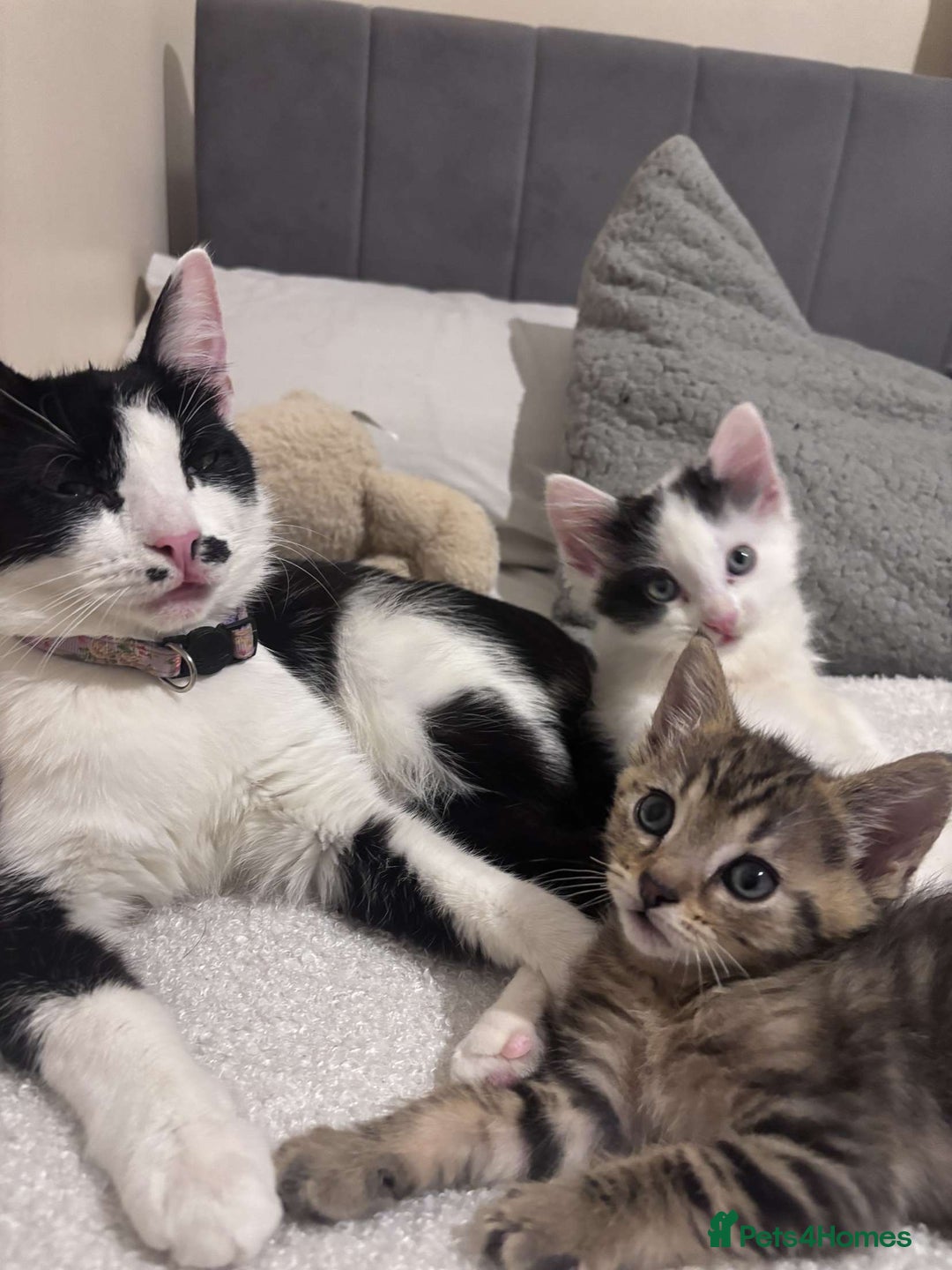 Domestic Shorthair cats for sale: 1 cat and 2 kittens  - Image 1