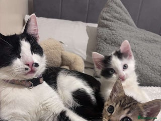 Domestic Shorthair cats - Advert 20