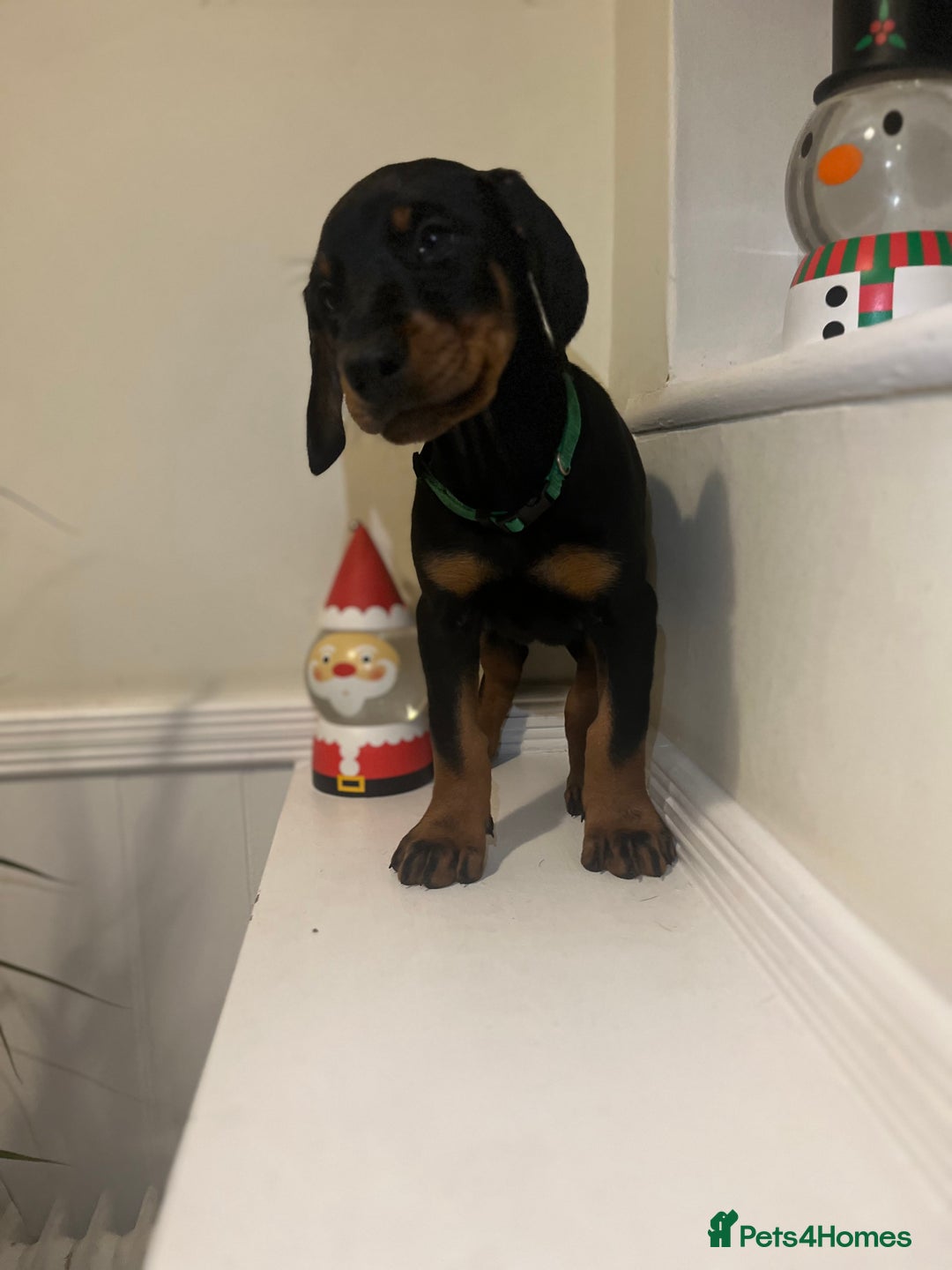 Dobermann dogs for sale: 🏆Supreme Dobermanns - Where Excellence Begins 🏆 - Advert 25