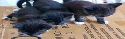 Mixed Breed cats for sale: 2 Mixed breed & 5 tuxedo kittens ready to leave - Advert 4