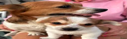 Mixed Breed dogs for sale: JackShitawowas in Poole - Advert 6