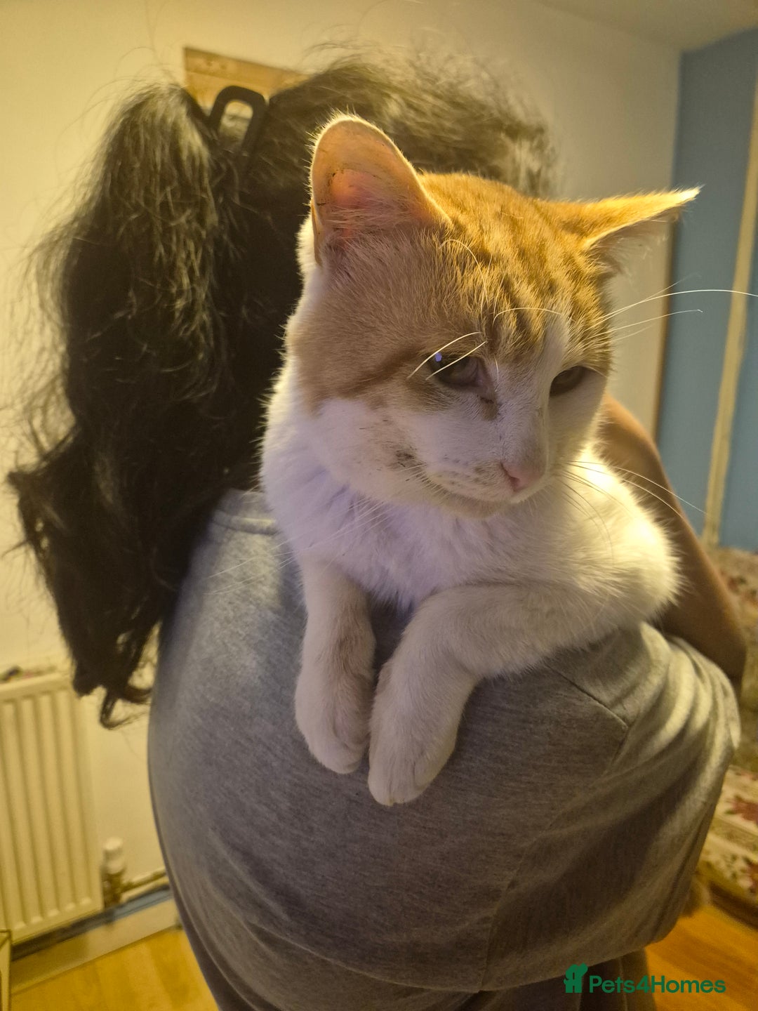 British Longhair cats for sale: Beautiful ginger and white male - Advert 5