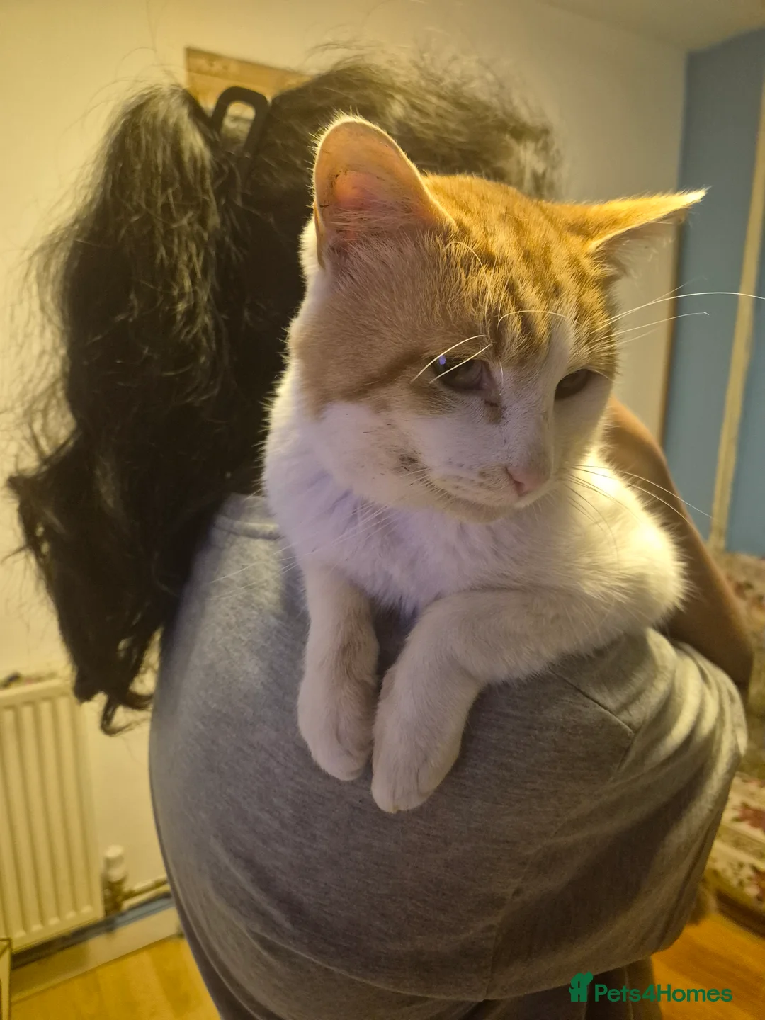 British Longhair cats for sale: Beautiful ginger and white male - Advert 5