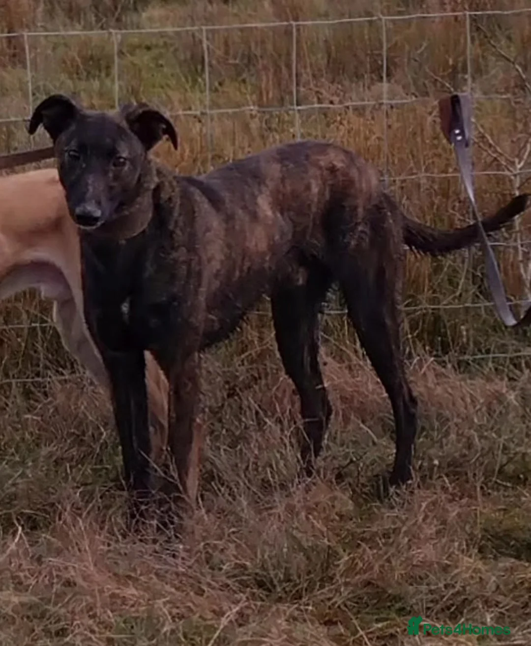 Mixed Breed dogs for sale: Alsatian saluki greyhound  - Advert 2