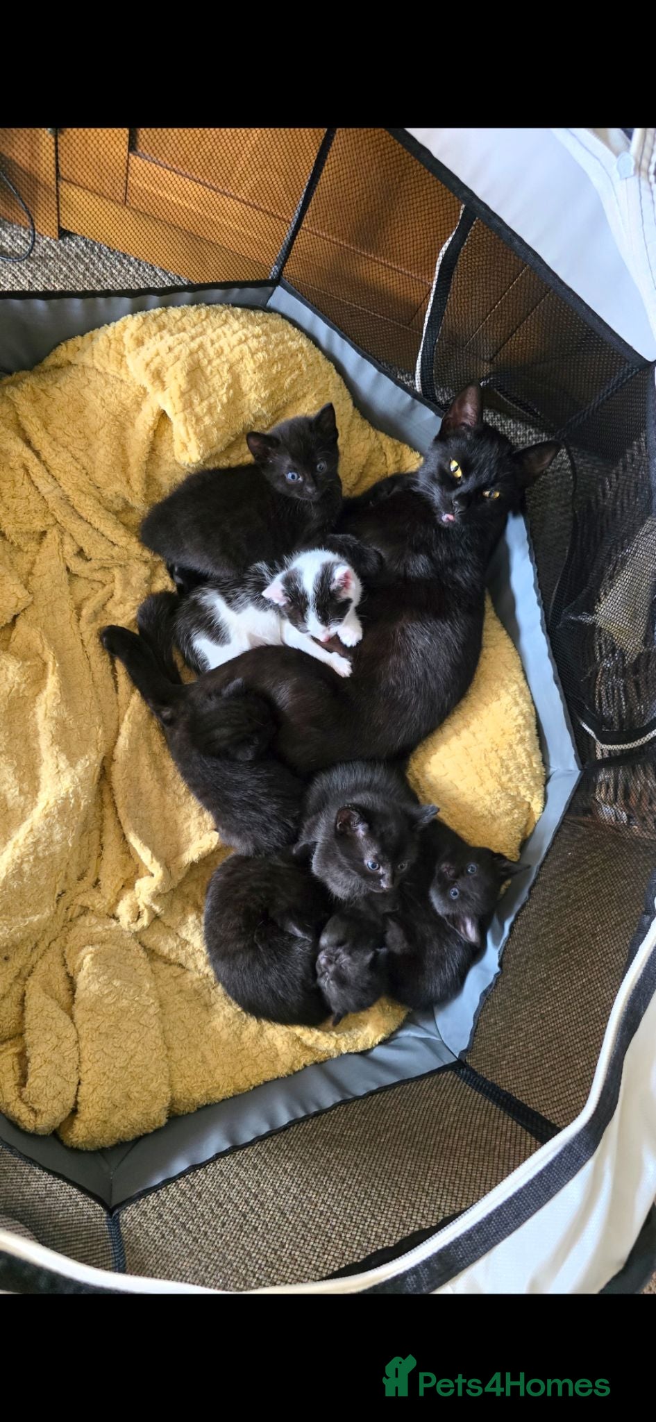 Mixed Breed cats Kittens ready now - Advert 1