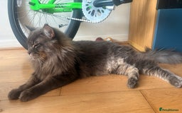Maine Coon cats for sale: Big  Maine coon male cats - Image 5