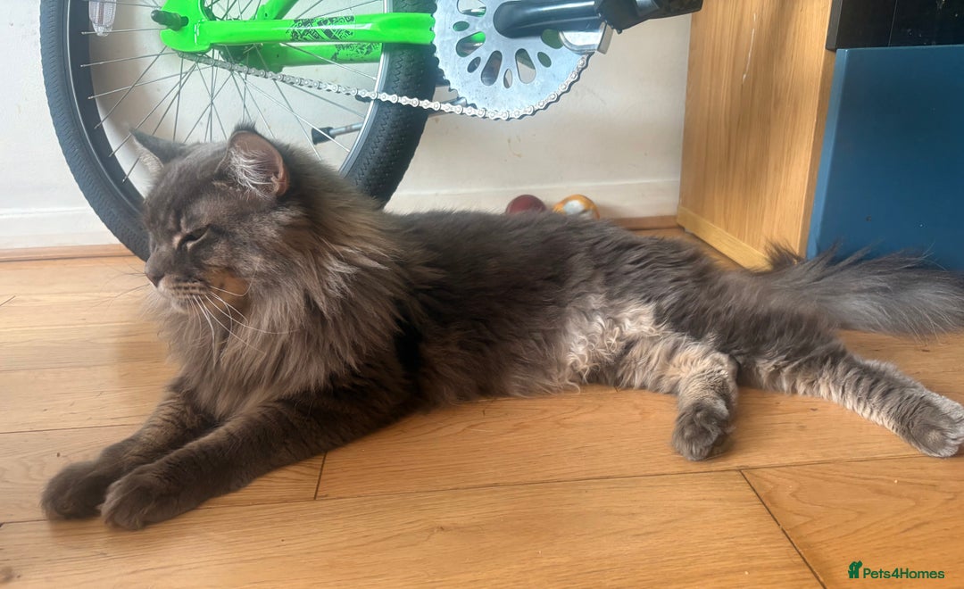 Maine Coon cats for sale: Big  Maine coon male cats - Image 5