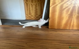 Khao Manee cats for sale: White Scottish fold mix - Image 7