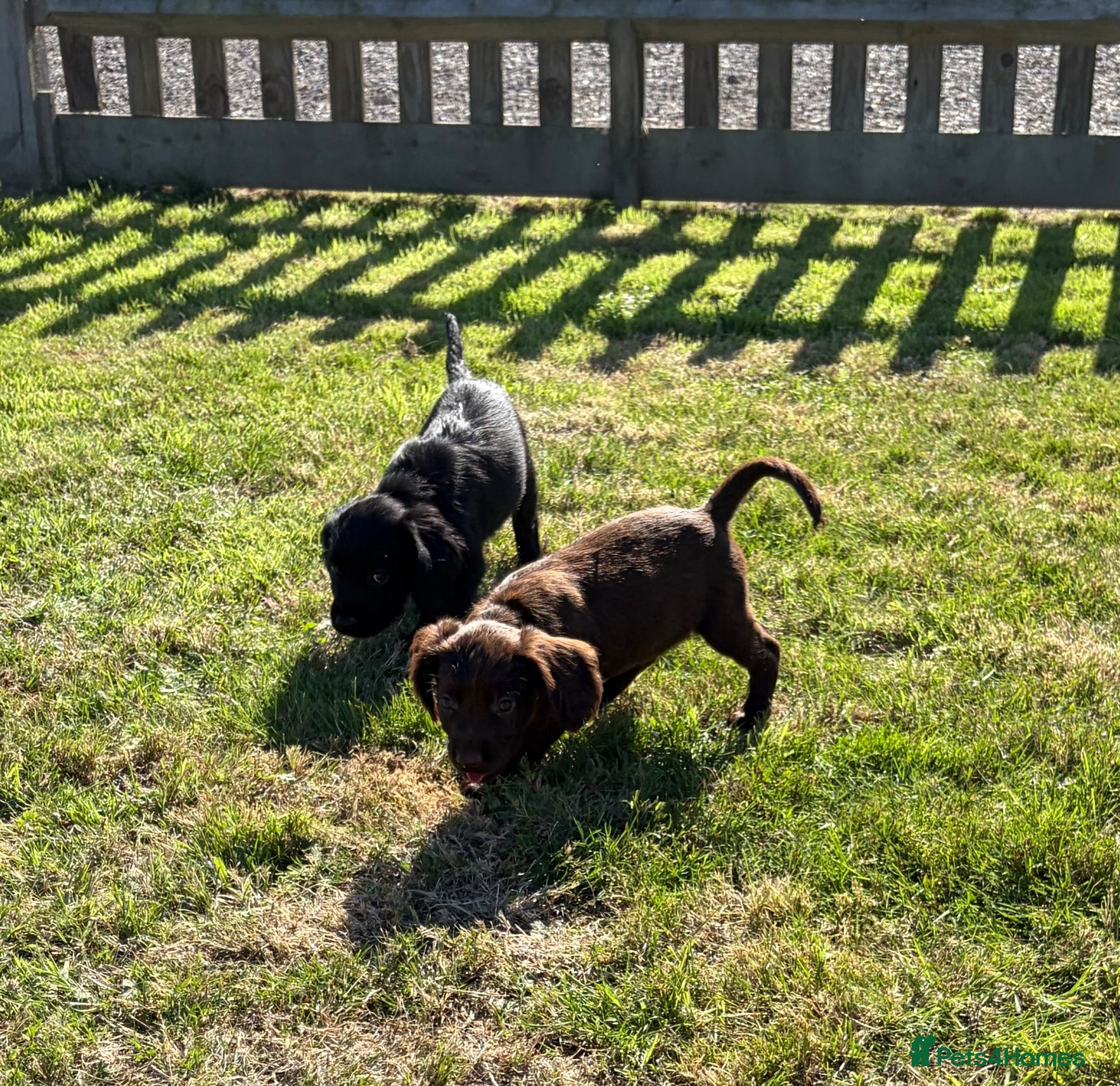Sprocker dogs 2 beautiful sprocker spaniel puppies left  - Advert 3