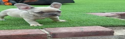 French Bulldog dogs for sale: Beautiful coloured litter - Advert 5