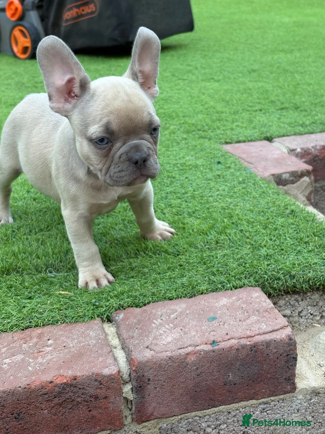 French Bulldog dogs for sale: Beautiful coloured litter - Advert 5