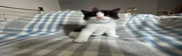 Persian cats for sale: Persian Dollface x BSH in Beaworthy - Advert 9