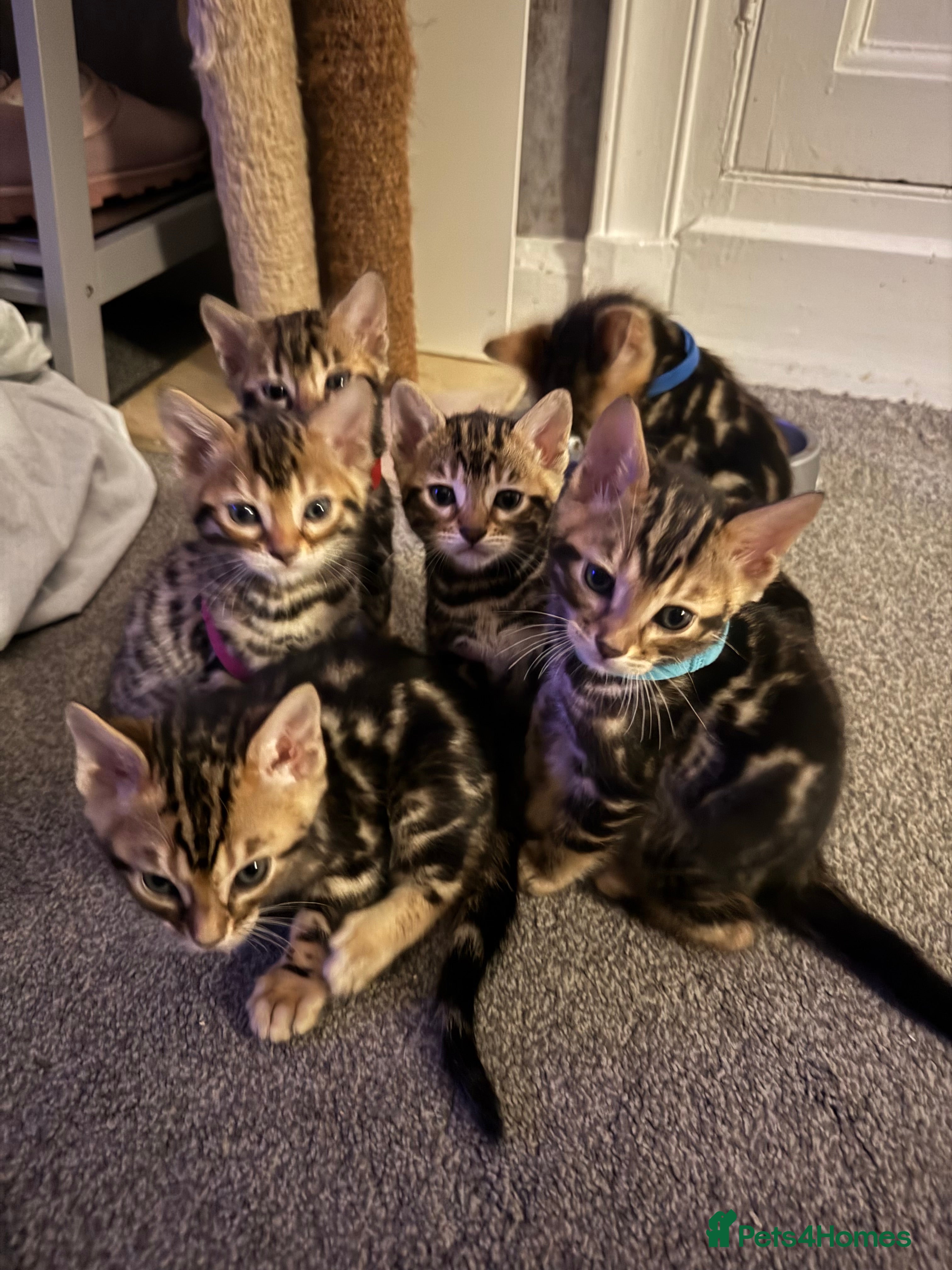 Bengal cats 4 LEFT! Stunning Bengal kittens - Advert 6