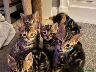 Bengal cats for sale - Advert 1