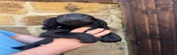 Cocker Spaniel dogs for sale: Exceptional working line KC Cocker spaniel pups - Advert 4