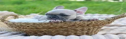 French Bulldog dogs for sale: KC Lilac, Black Tan French Bulldog - Advert 6