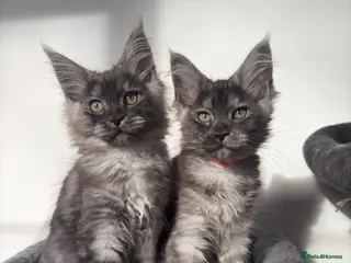 Maine Coon cats Maine coon kittens - Advert 1