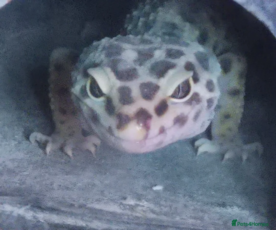 Leopard Gecko reptiles for sale: Leopard geckos in Tipton - Advert 10