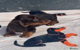 Miniature Dachshund dogs for sale: 2 gorgeous fluffy boys  - Image 6